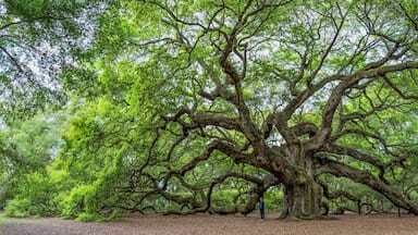 The famous Angel Oak, located in its own park outside of Charleston, South Carolina. The tree is at least 400 years old (some claim 1,500). A person is shown to give perspective.