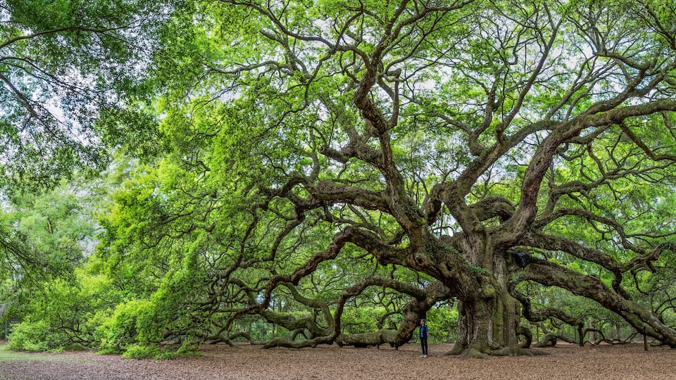 The famous Angel Oak, located in its own park outside of Charleston, South Carolina. The tree is at least 400 years old (some claim 1,500). A person is shown to give perspective.