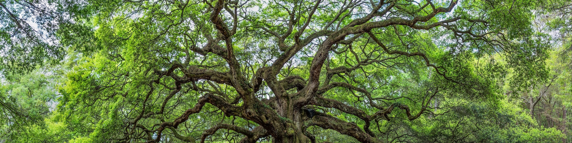 The famous Angel Oak, located in its own park outside of Charleston, South Carolina. The tree is at least 400 years old (some claim 1,500).  A person is shown to give perspective.