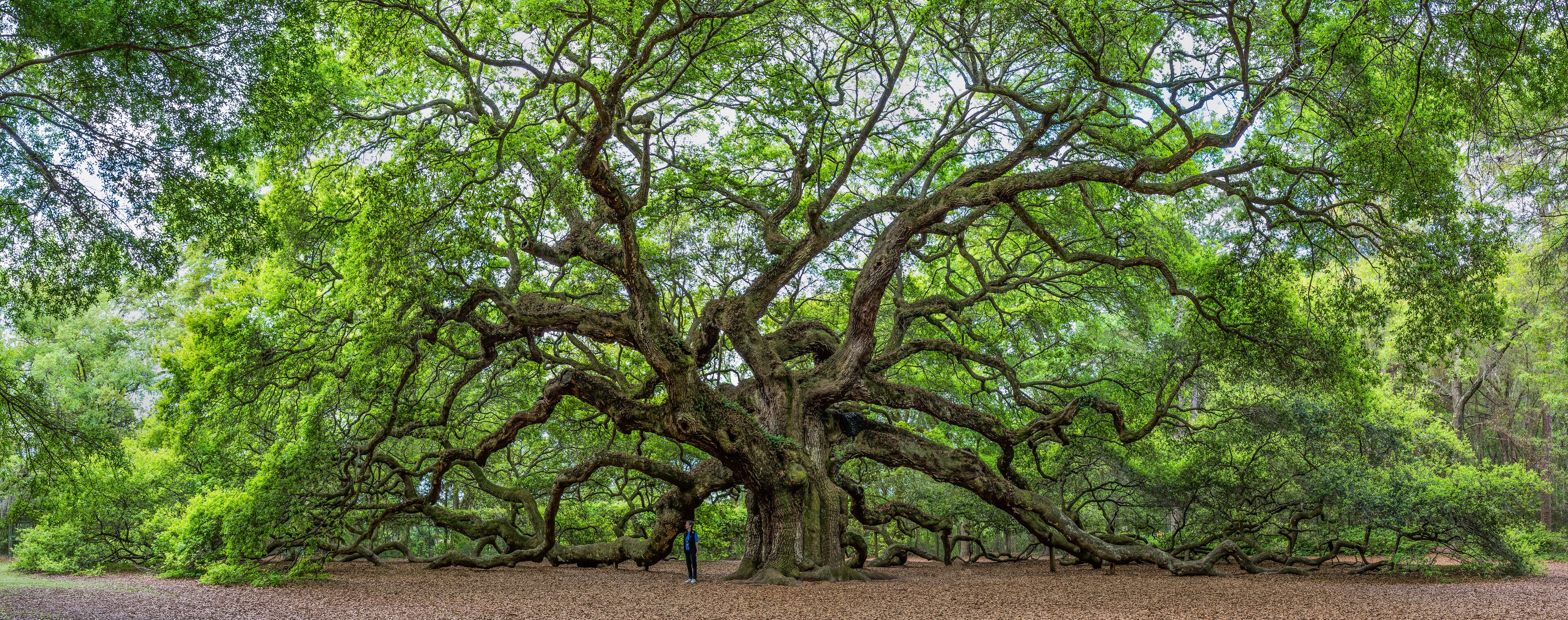 A large, sprawling tree with extensive branches and dense green foliage in a forested area.
