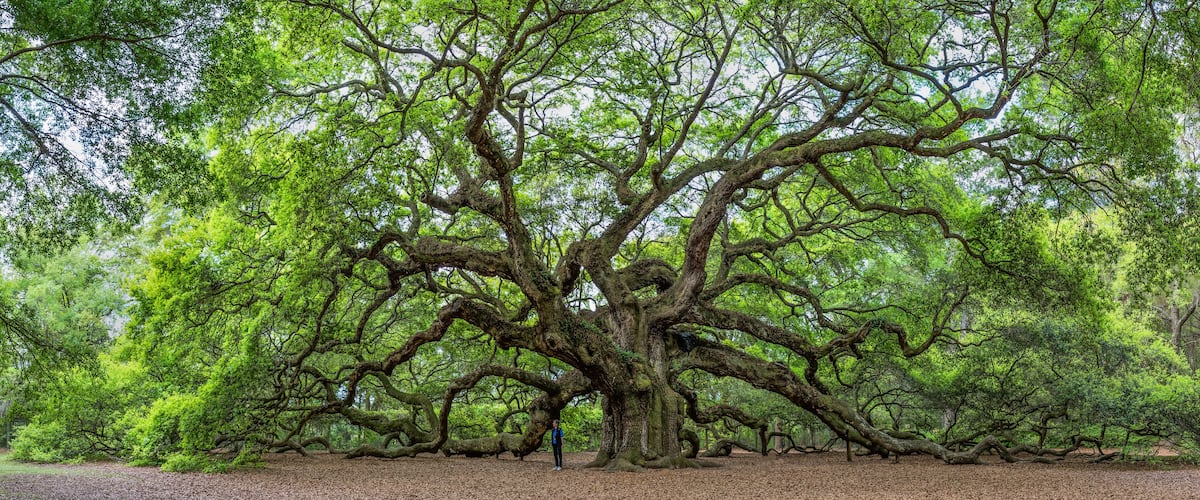 A large, sprawling tree with extensive branches and dense green foliage in a forested area.