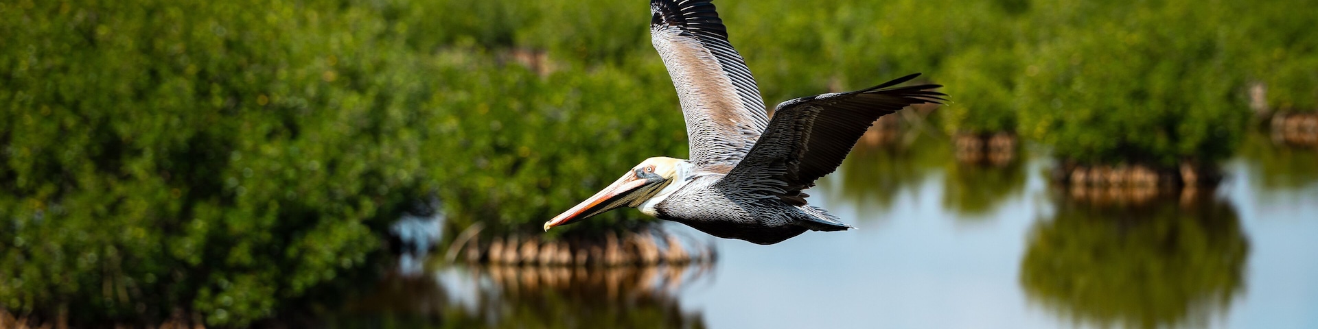 Brown Pelican flying in Florida Everglades