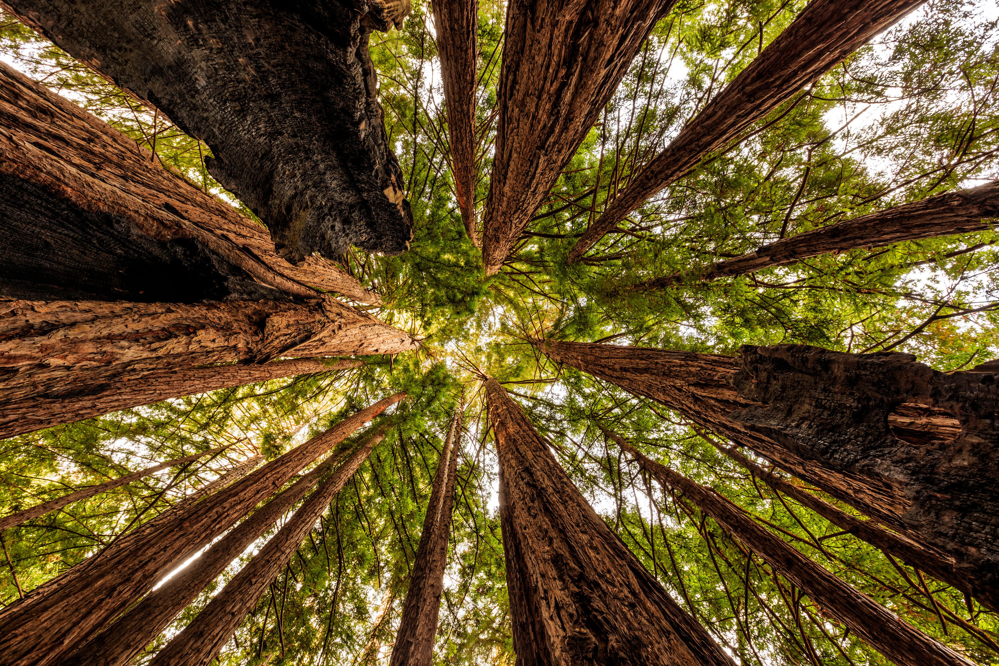 Fall Morning, Redwood Forest, Big Sur