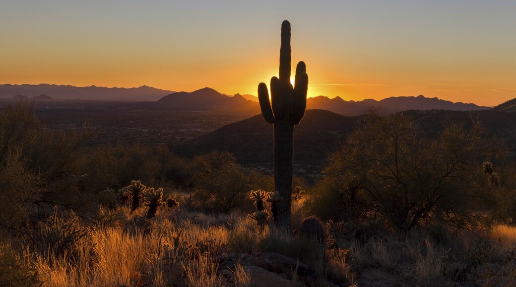 Sunset Sky with Vibrant Colors behind Saguaro Cactus and Scenic McDowell Sonoran Desert Preserve Landscape in North Scottsdale, Arizona USA