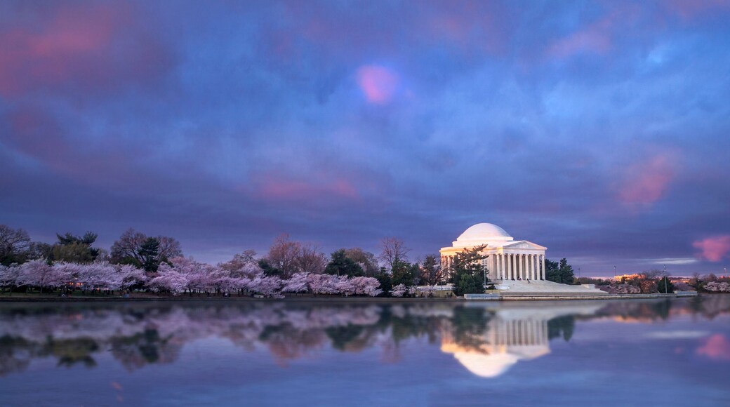 Panorama of the Jefferson Memorial at twilight with the blooming of the cherry blossoms in early spring