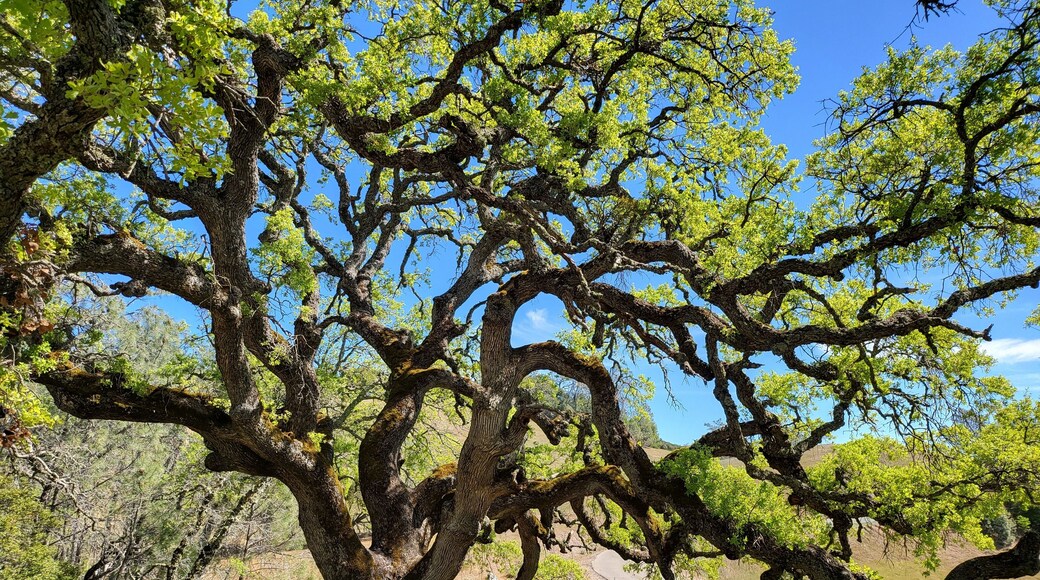 A tree is Mount Diablo state park in North California near City of Walnut Creek