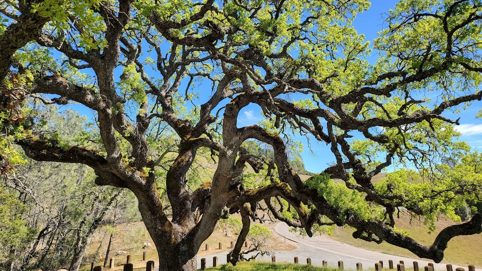 A tree is Mount Diablo state park in North California near City of Walnut Creek