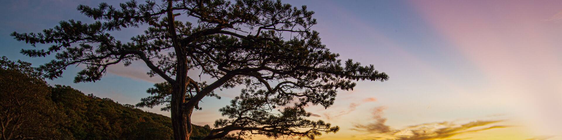 A lone tree on a rocky outcrop with a sunset in the background.