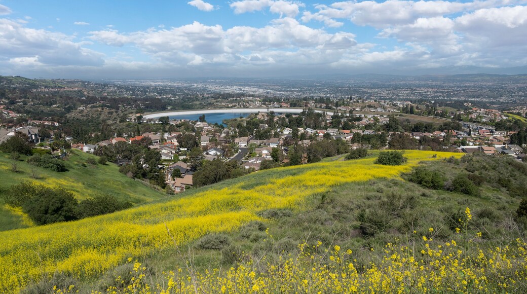 Spring wildflower hillside near the Anaheim Hills community in Orange County California.
