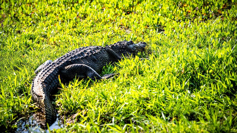 Closeup of alligator back lying inside marsh swamp in Paynes Prairie Preserve State Park in Gainesville, Florida in sunlight