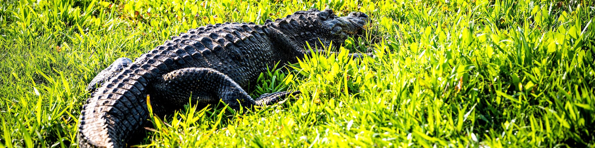 Closeup of alligator back lying inside marsh swamp in Paynes Prairie Preserve State Park in Gainesville, Florida in sunlight