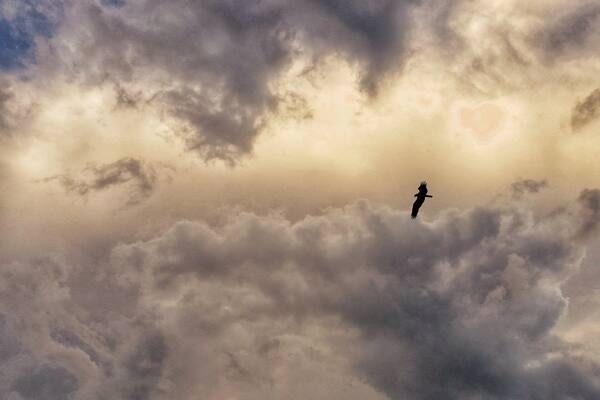An osprey hunts for lunch over the Gulf of Mexico