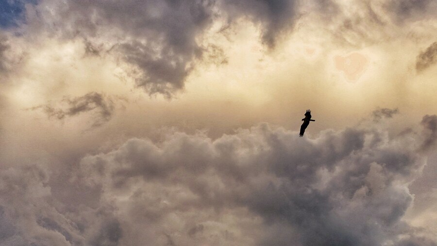 An osprey hunts for lunch over the Gulf of Mexico
