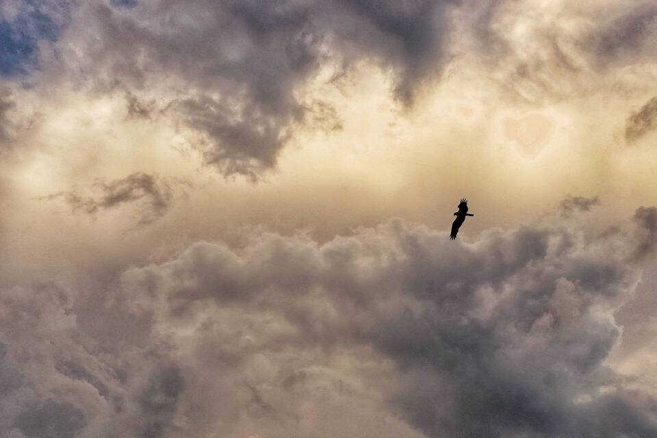 A bird flying above a cloudy sky.