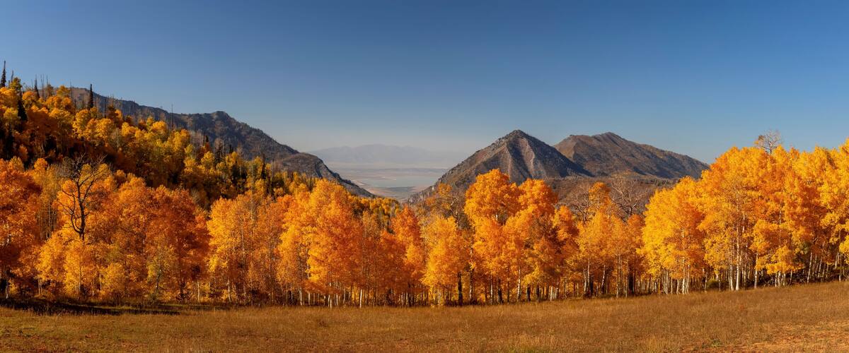 Panoramic view of bright yellow aspen trees in front of Bald mountain peak at Mt Nebo wilderness area in Utah.