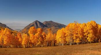 Panoramic view of bright yellow aspen trees in front of Bald mountain peak at Mt Nebo wilderness area in Utah.