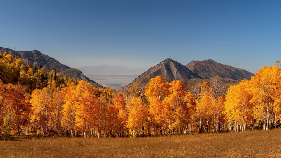 Panoramic view of bright yellow aspen trees in front of Bald mountain peak at Mt Nebo wilderness area in Utah.