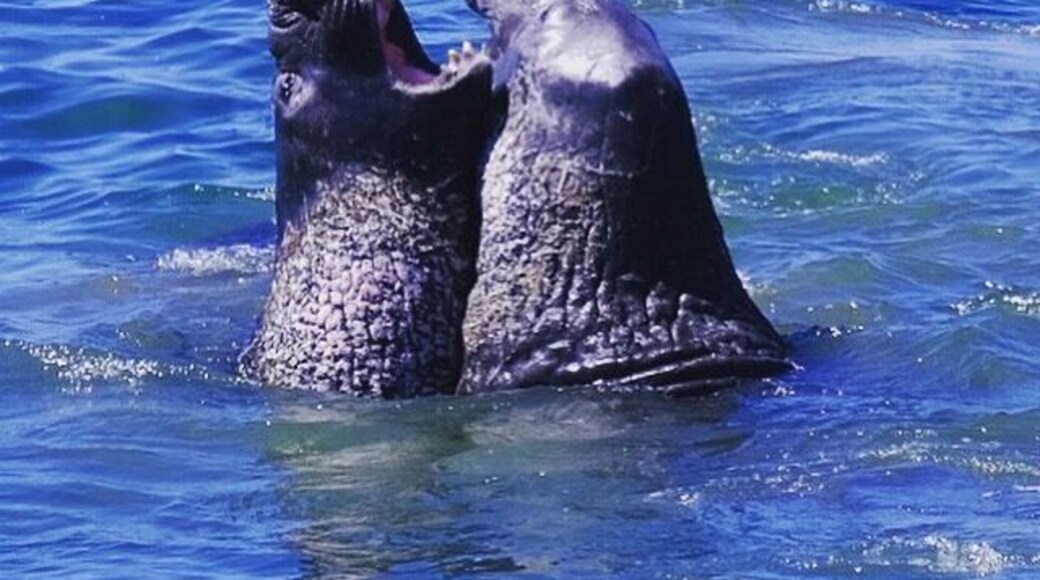 Elephant seal beach