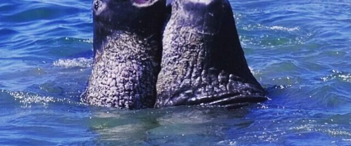 Elephant seal beach
