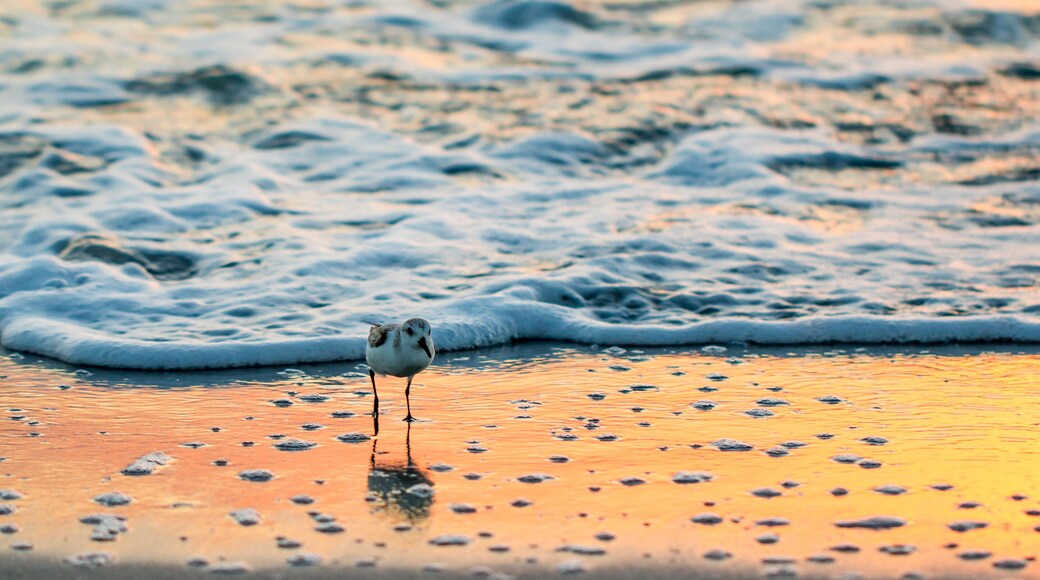 กัลฟ์ชอร์ส