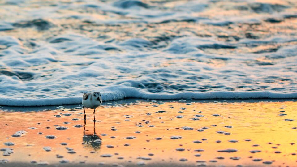 Sanderling