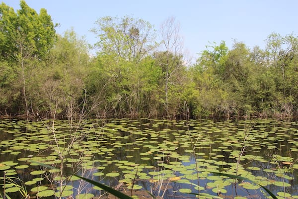 Taken along one of the many ponds.