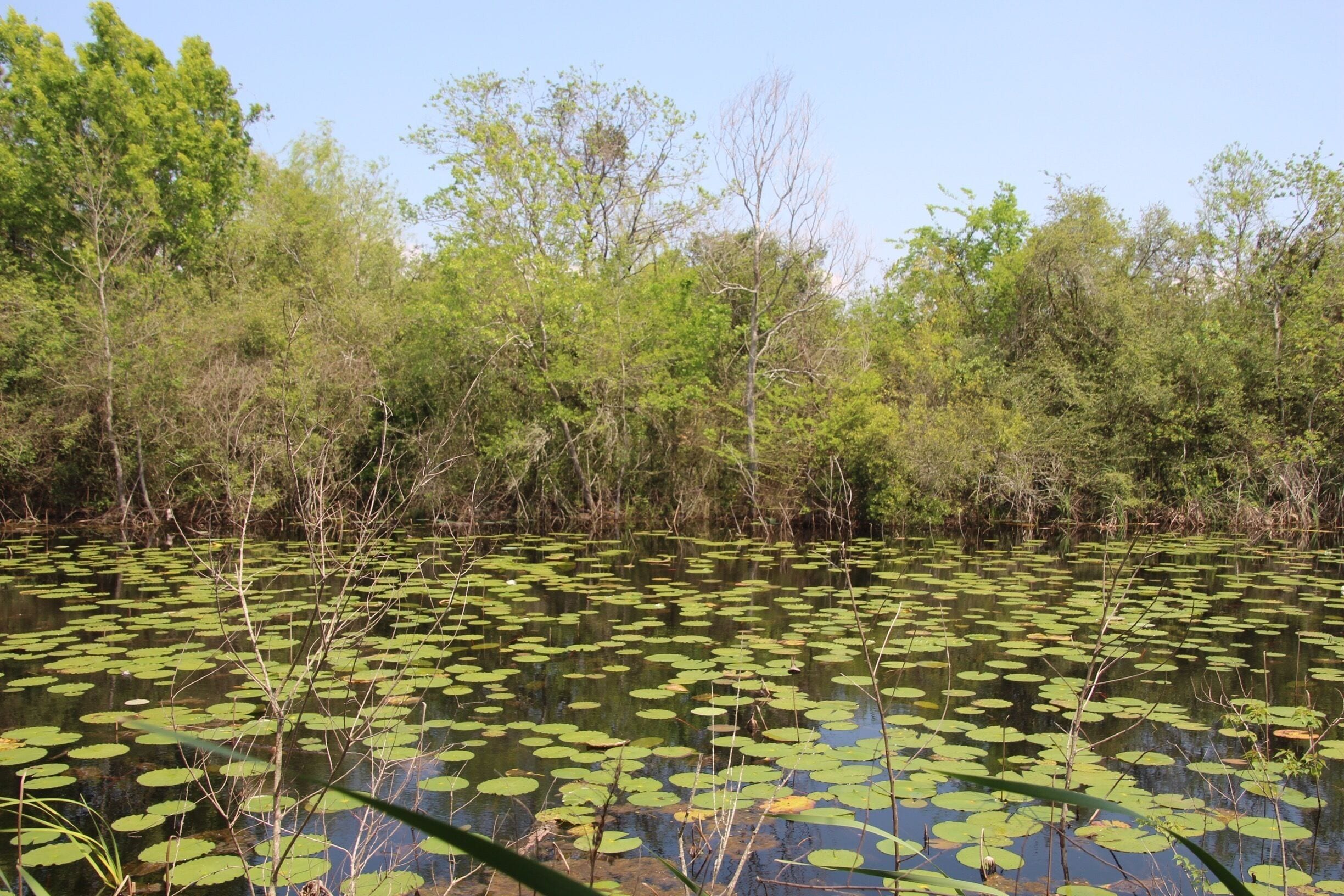 A pond with lily pads surrounded by dense trees.