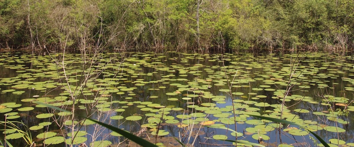 A pond with lily pads surrounded by dense trees.