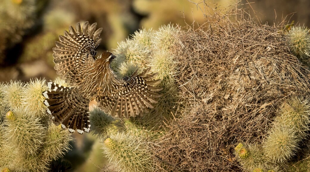 USA, Arizona, Buckeye. Cactus wren flying to its nest.