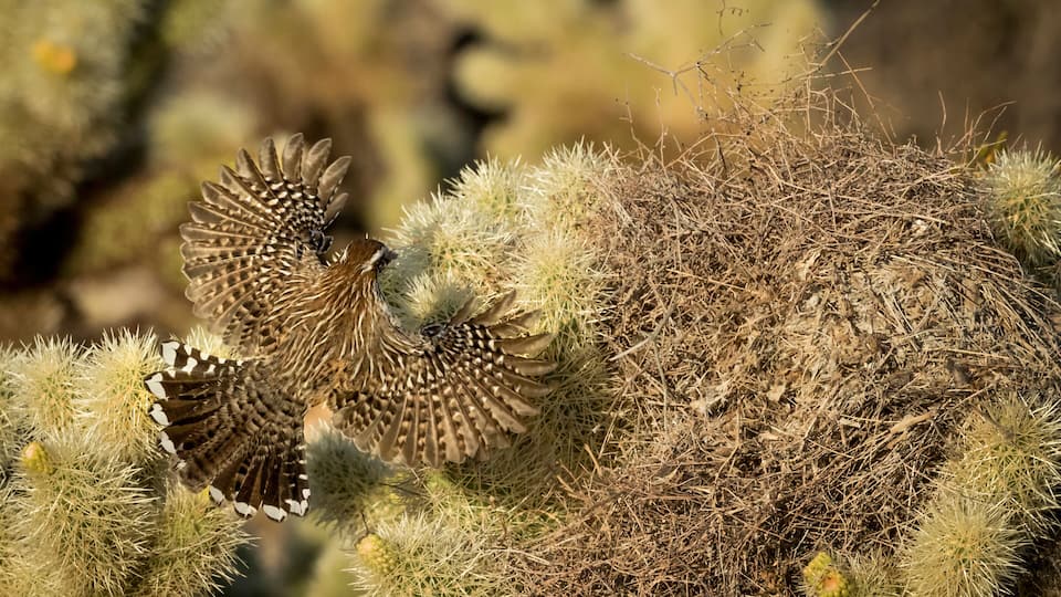 USA, Arizona, Buckeye. Cactus wren flying to its nest.