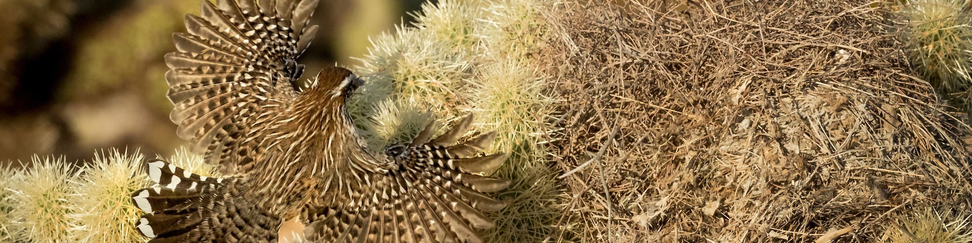 USA, Arizona, Buckeye. Cactus wren flying to its nest.