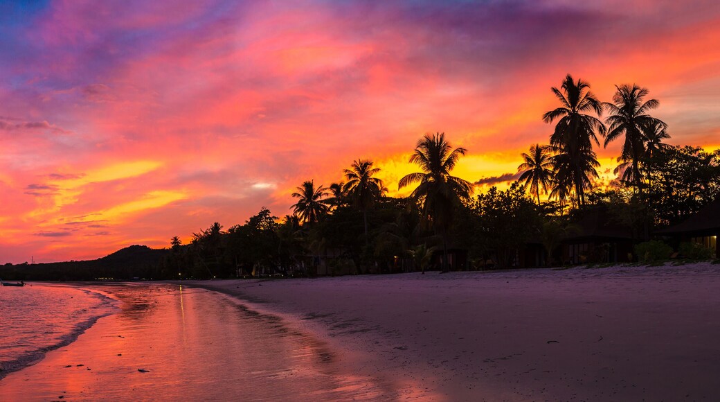 Silhouette palm at sunset