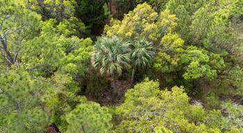 Aerial view of palmetto tress
