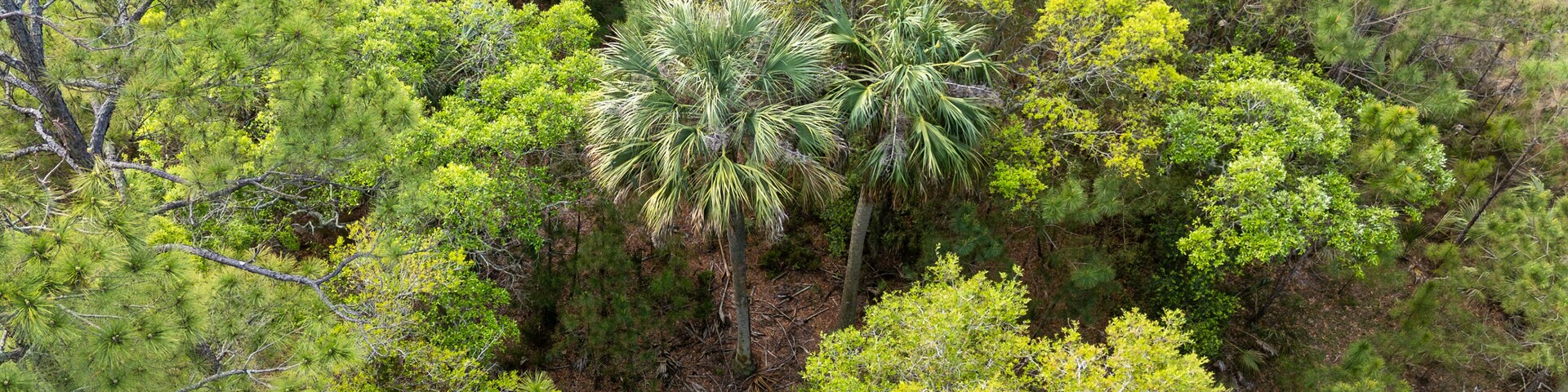 Aerial view of palmetto tress