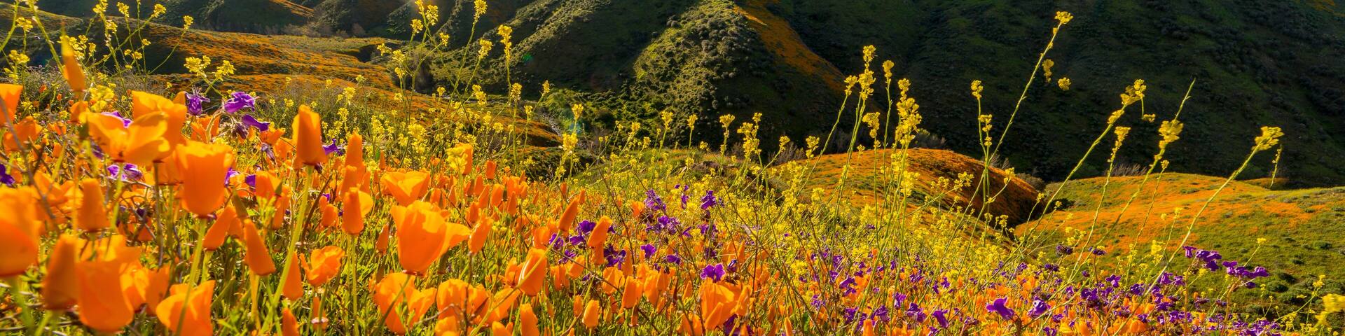 A field of orange poppies and purple flowers with rolling hills and mountains in the background.