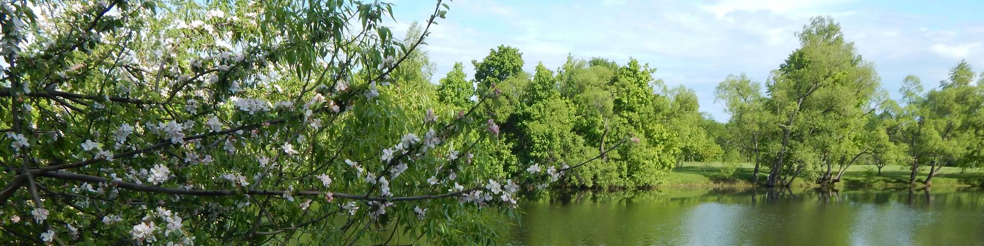 Pond in the Lermontov estate.