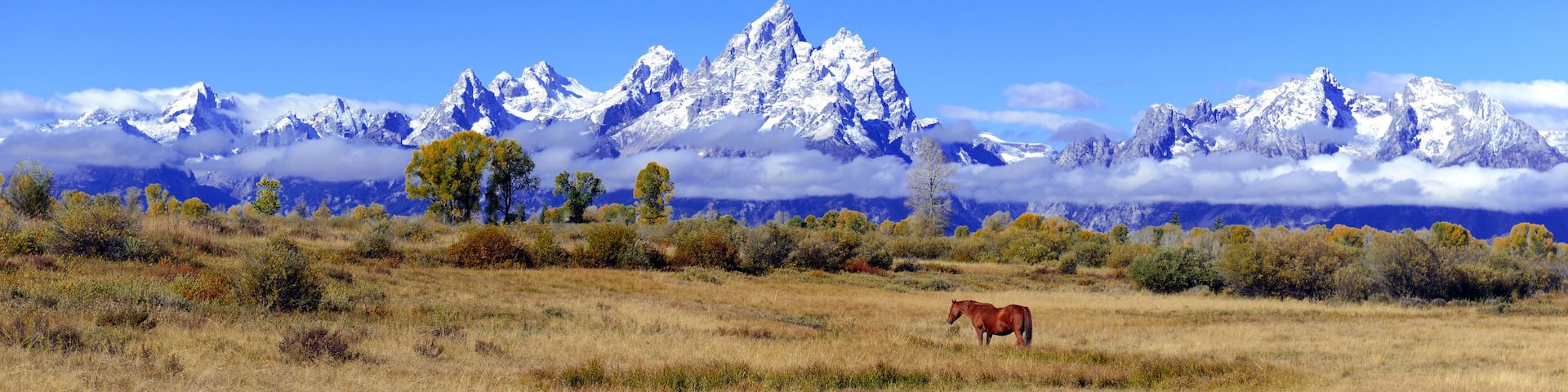 A brown horse grazing in a field with a mountain range in the background.