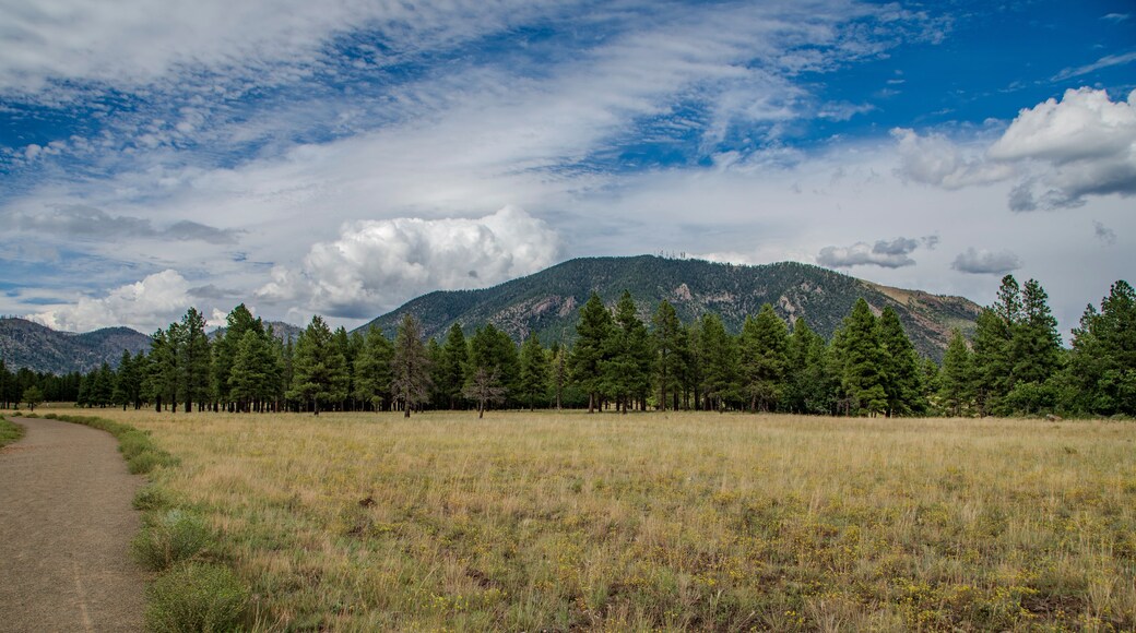 พอนเดโรซา เทรลส์