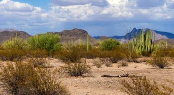 The huge cactus - Carnegie giant