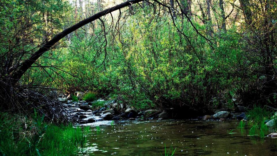 I woke up early and decided to take a hike to find the water I had heard. When I came upon this river my break was taken away by it's beauty. The hike back up the mountain was brutal but SO worth it!