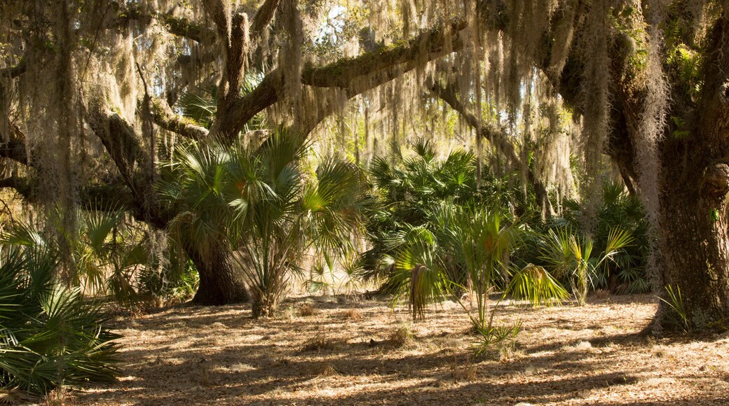Spanish moss hanging from trees at Lake Kissimmee Park, Florida.
