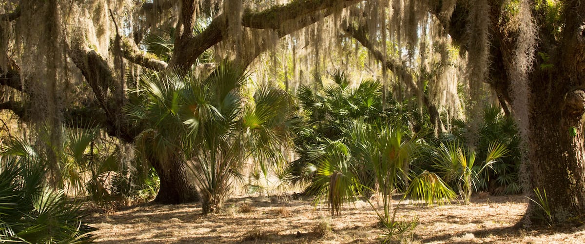 Spanish moss hanging from trees at Lake Kissimmee Park, Florida.