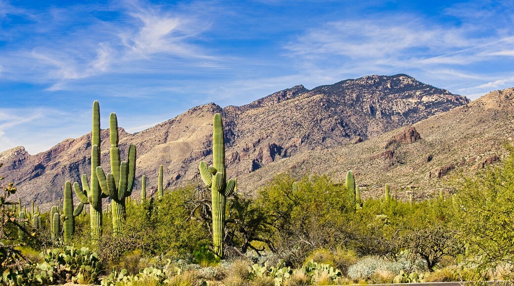 ซาบิโน เมาน์เทน