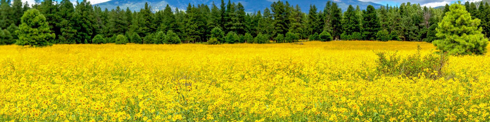 Flower Meadow with Pine Trees and Mountains in the Background Panorama. Flagstaff, Arizona Sunflower Field and San Francisco Peaks