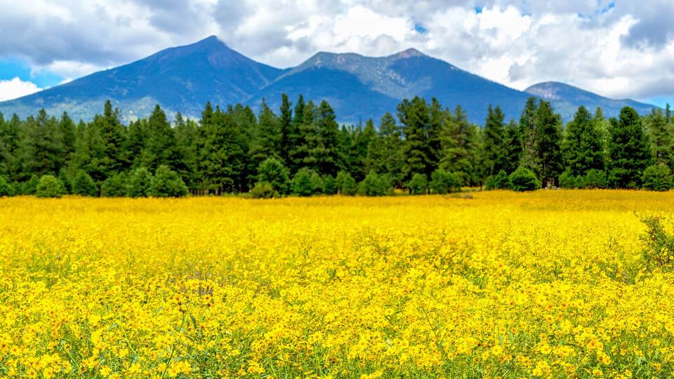 Flower Meadow with Pine Trees and Mountains in the Background Panorama. Flagstaff, Arizona Sunflower Field and San Francisco Peaks