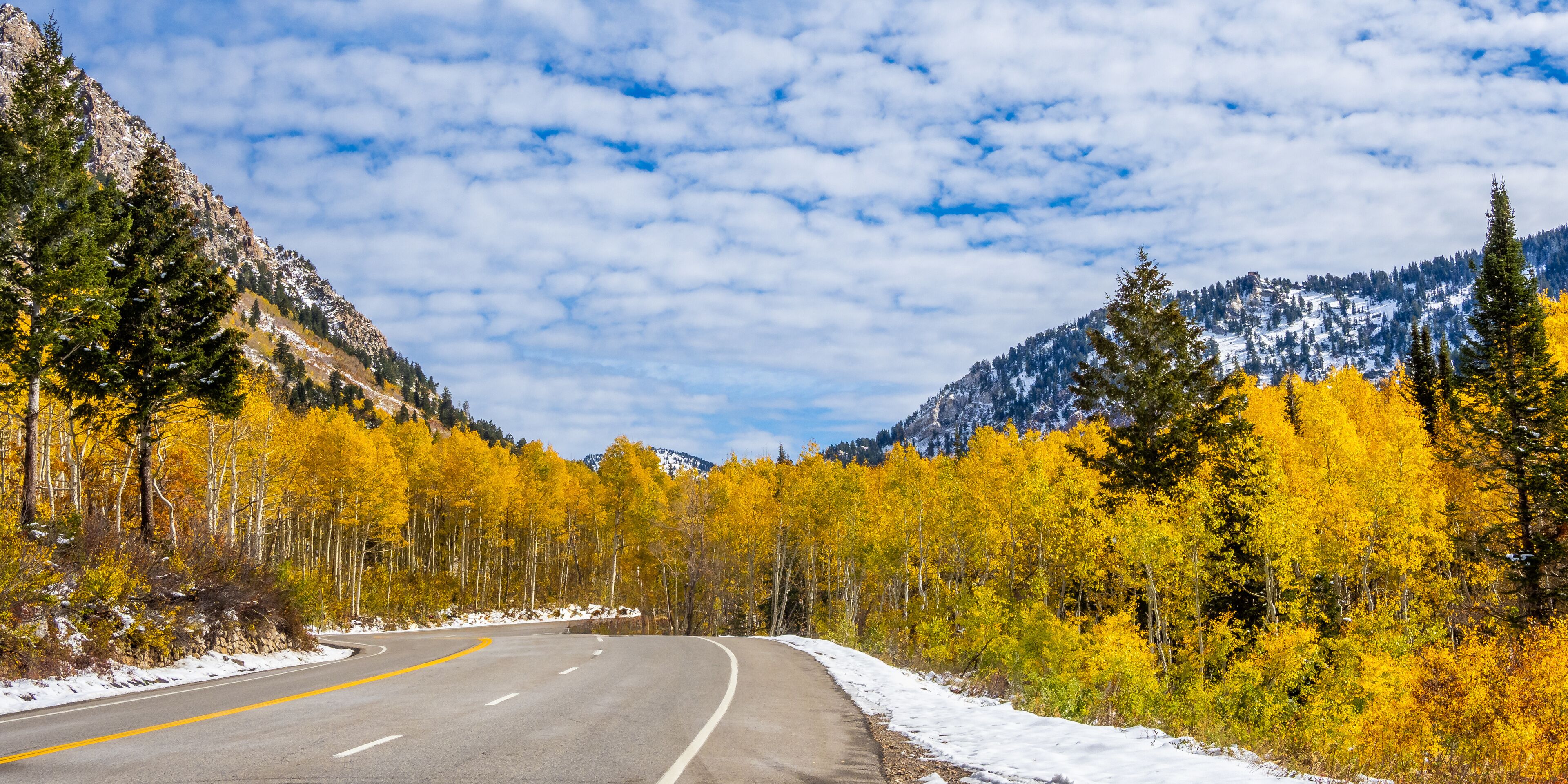 Aspens in a Liitle Cottonwood Canyon, Salt Lake Cty area