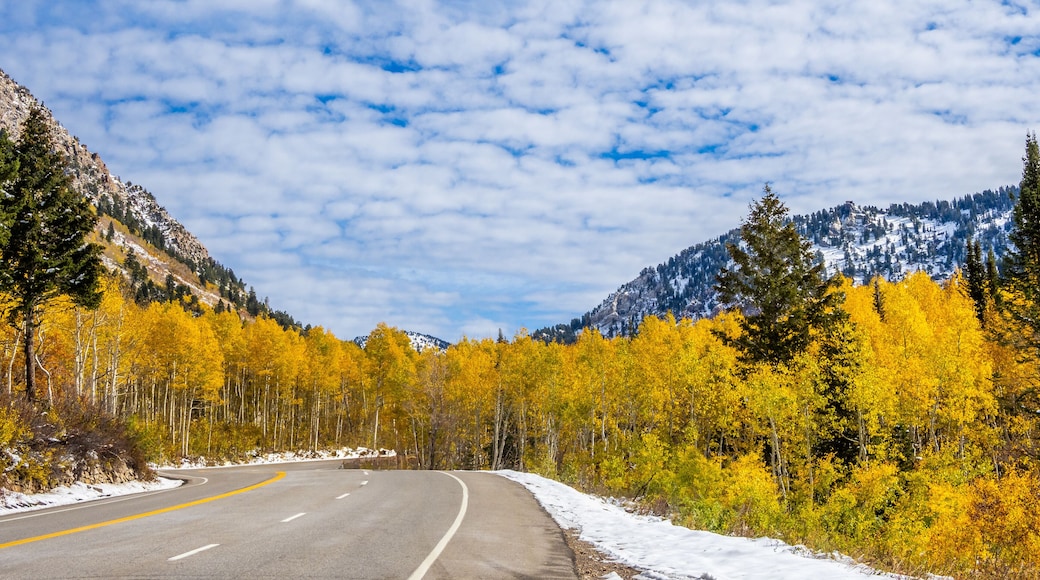 Aspens in a Liitle Cottonwood Canyon, Salt Lake Cty area