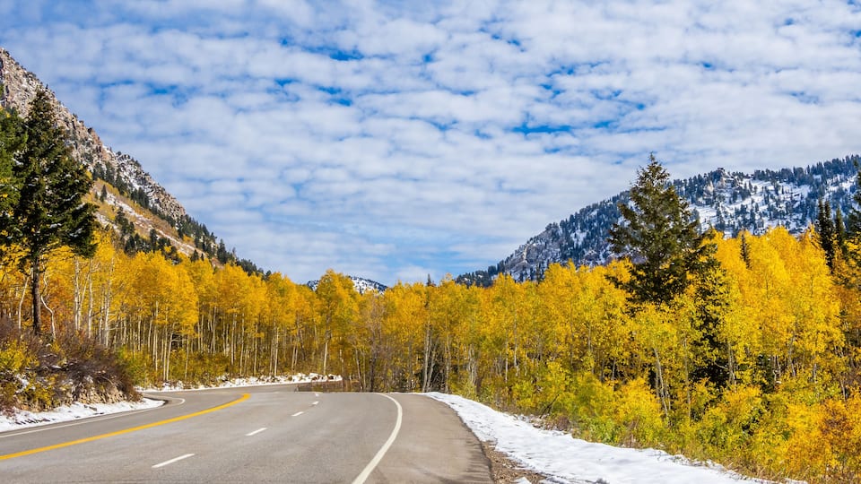 Aspens in a Liitle Cottonwood Canyon, Salt Lake Cty area