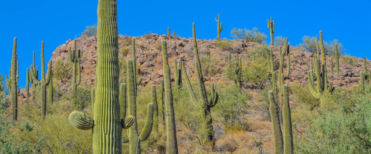Saguaro Cactus growing in the Lake Pleasant Regional Park, Sonoran Desert, Arizona USA
