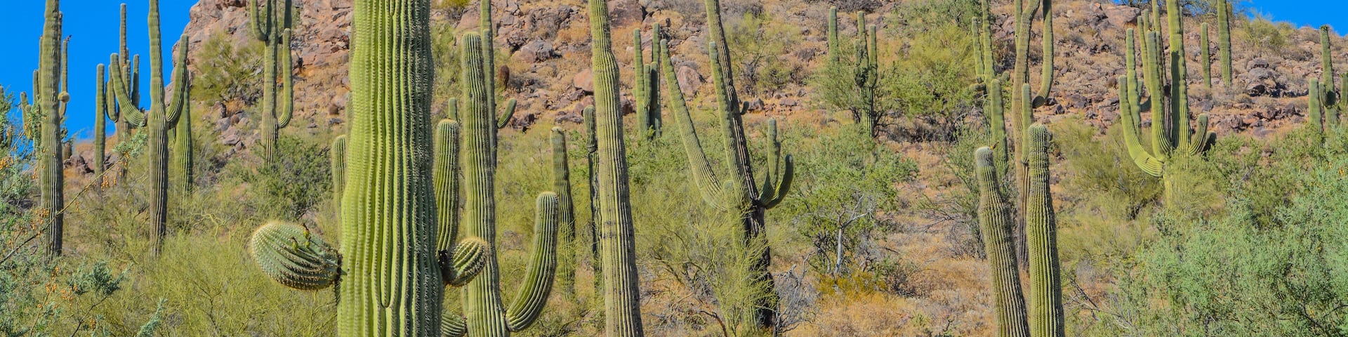 Saguaro Cactus growing in the Lake Pleasant Regional Park, Sonoran Desert, Arizona USA